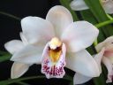 Cymbidium_hybrid_valk_pun_IMG_7885.jpg