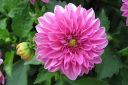 Daalia2C_Dahlia_sp_IMG_0557.jpg