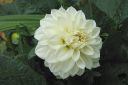 Daalia2C_Dahlia_sp_IMG_0558.jpg