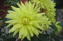 Daalia2C_Dahlia_sp_IMG_0590.jpg