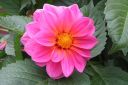 Daalia2C_Dahlia_sp_IMG_2239.jpg