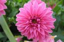 Daalia2C_Dahlia_sp_IMG_2242.jpg