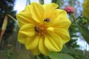 Daalia2C_Dahlia_sp_IMG_2685.jpg