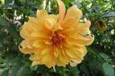 Daalia2C_Dahlia_sp_IMG_5623.jpg