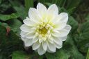 Daalia2C_Dahlia_sp_IMG_6855.jpg