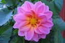 Daalia2C_Dahlia_sp_IMG_7859.jpg