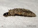 Dahlica_triquetrella_larva_sarmapussikas_toukkasakki_5_11_2015_28229.JPG