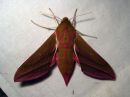 Tiedostonimi=Deilephila_elpenor_horsmakiitaja_IMG_8804.jpg
Tiedostokoko=66kt
Koko=600x450
Lisätty=26.03.2016 Deilephila_elpenor_horsmakiitaja_IMG_8804.jpg