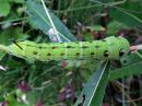 Deilephila_elpenor_larva_horsmakiitaja_toukka_IMG_0588.jpg