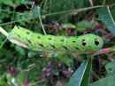 Deilephila_elpenor_larva_horsmakiitaja_toukka_IMG_0589.jpg