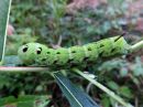 Deilephila_elpenor_larva_horsmakiitaja_toukka_IMG_0590.jpg