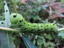 Deilephila_elpenor_larva_horsmakiitaja_toukka_IMG_0596.jpg