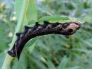 Deilephila_elpenor_larva_horsmakiitaja_toukka_IMG_0597.jpg