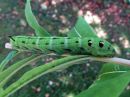 Deilephila_elpenor_larva_horsmakiitaja_toukka_IMG_0758.jpg