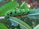 Deilephila_elpenor_larva_horsmakiitaja_toukka_IMG_0762.jpg