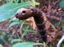 Tiedostonimi=Deilephila_elpenor_larva_horsmakiitaja_toukka_IMG_2391.jpg
Tiedostokoko=73kt
Koko=600x450
Lisätty=20.04.2020 Deilephila_elpenor_larva_horsmakiitaja_toukka_IMG_2391.jpg
