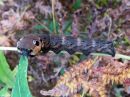 Tiedostonimi=Deilephila_elpenor_larva_horsmakiitaja_toukka_IMG_2394.jpg
Tiedostokoko=79kt
Koko=600x450
Lisätty=20.04.2020 Deilephila_elpenor_larva_horsmakiitaja_toukka_IMG_2394.jpg