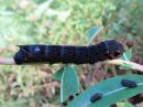 Deilephila_elpenor_larva_horsmakiitaja_toukka_IMG_2395.jpg