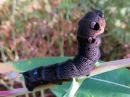 Deilephila_elpenor_larva_horsmakiitaja_toukka_IMG_2396.jpg