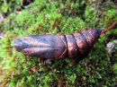 Deilephila_elpenor_pupa_horsmakiitaja_kotelo_IMG_2959.jpg