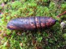 Deilephila_elpenor_pupa_horsmakiitaja_kotelo_IMG_2960.jpg