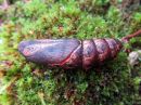 Deilephila_elpenor_pupa_horsmakiitaja_kotelo_IMG_2961.jpg