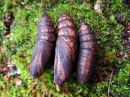 Deilephila_elpenor_pupa_horsmakiitaja_kotelo_IMG_2962.jpg