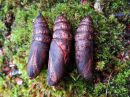 Deilephila_elpenor_pupa_horsmakiitaja_kotelo_IMG_2963.jpg