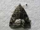 Tiedostonimi=Deltote_pygarga_vyokiiltoyokkonen_IMG_8425.jpg
Tiedostokoko=101kt
Koko=600x450
Lisätty=07.03.2017 Deltote_pygarga_vyokiiltoyokkonen_IMG_8425.jpg