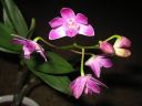 Dendrobium_Berry__Oda__080207_IMG_1723.jpg