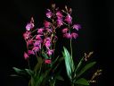 Dendrobium_Berry__Oda__BHE_140209_IMG_1279.jpg