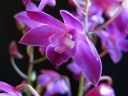 Dendrobium_Berry__Oda__BHE_140209_IMG_1281.jpg