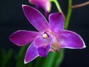 Dendrobium_Berry__Oda__BHE_20090214_IMG_6601.jpg