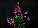 Dendrobium_Berry__Oda__BH_20090209_IMG_7760.jpg