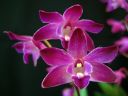 Dendrobium_Berry__Oda__BH_20090209_IMG_7763.jpg