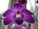 Dendrobium_Berry__Oda__BK_080206_IMG_2359.jpg