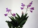 Dendrobium_Berry__Oda__PL_271106_IMG_0347.jpg