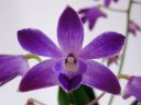 Dendrobium_Berry__Oda__PL_271106_IMG_0349.jpg