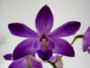 Dendrobium_Berry__Oda__PL_271106_IMG_0351.jpg