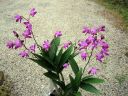 Dendrobium_Berry__Oda__PL_271106_IMG_9084.jpg