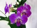 Dendrobium_Emma_type_hybrid_PLR_020405_IMG_0310.jpg