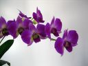 Tiedostonimi=Dendrobium_Emma_type_hybrid_PLR_020405_IMG_0312.jpg
Tiedostokoko=49kt
Koko=600x450
Lisätty=03.02.2012 Dendrobium_Emma_type_hybrid_PLR_020405_IMG_0312.jpg