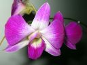 Dendrobium_Emma_type_hybrid_PLR_020405_IMG_4362.jpg