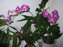 Dendrobium_Emma_type_hybrid_PLR_020405_IMG_9628.jpg