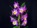 Tiedostonimi=Dendrobium_Red_Emperor__Prince__HTE_20110216_IMG_4021.jpg
Tiedostokoko=55kt
Koko=600x450
Lisätty=03.02.2012 Dendrobium_Red_Emperor__Prince__HTE_20110216_IMG_4021.jpg