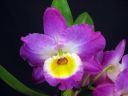 Dendrobium_Red_Emperor__Prince__HTE_20110216_IMG_4022.jpg