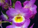 Dendrobium_Red_Emperor__Prince__HTE_20110216_IMG_4023.jpg