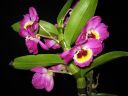 Dendrobium_Red_Emperor__Prince__IMG_0992.jpg