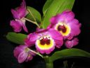 Dendrobium_Red_Emperor__Prince__PLR_290307_IMG_0479.jpg