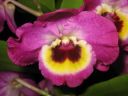 Dendrobium_Red_Emperor__Prince__PLR_290307_IMG_0482.jpg